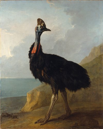 Cassowary de Jean Baptiste Oudry